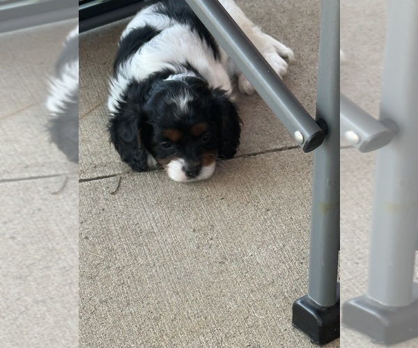 Medium Photo #19 Cavapoo (Miniature) Puppy For Sale in SAINT FRANCIS, MN, USA