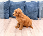 Small #2 Poodle (Miniature)