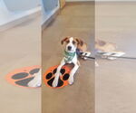 Small #14 Australian Shepherd Mix