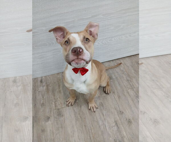 Medium Photo #5 Mutt Puppy For Sale in Murfreesboro, NC, USA