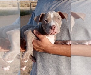 American Pit Bull Terrier Puppy for sale in EDWARDS, CA, USA