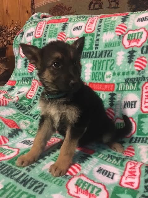 Medium Photo #1 German Shepherd Dog Puppy For Sale in NEW BLOOMINGTON, OH, USA