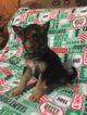 Small Photo #1 German Shepherd Dog Puppy For Sale in NEW BLOOMINGTON, OH, USA