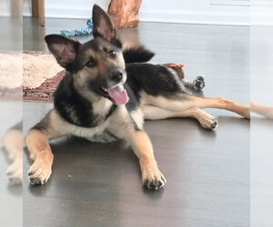 German Shepherd Dog-Unknown Mix Dogs for adoption in Centreville, VA, USA