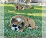Small Photo #4 Bulldog Puppy For Sale in NORCO, CA, USA