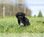 Small Photo #6 YorkiePoo Puppy For Sale in WARSAW, IN, USA