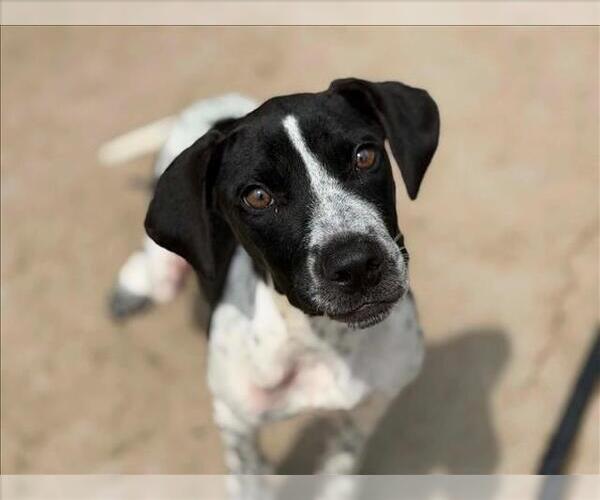 Medium Photo #2 Plott Hound-Unknown Mix Puppy For Sale in Tulsa, OK, USA