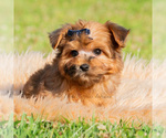 Small #6 Yorkipoo