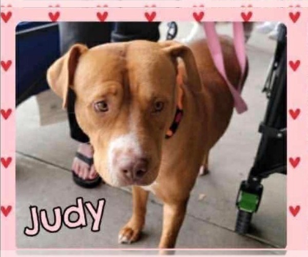 Medium Photo #4 American Pit Bull Terrier-Unknown Mix Puppy For Sale in Duluth, MN, USA
