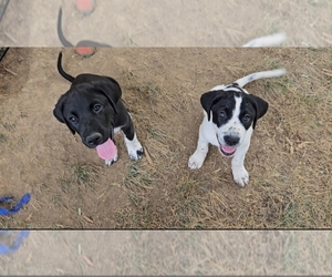 German Shorthaired Pointer-Great Pyrenees Mix Puppy for Sale in CHARLOTTE, North Carolina USA