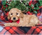 Small #4 Goldendoodle