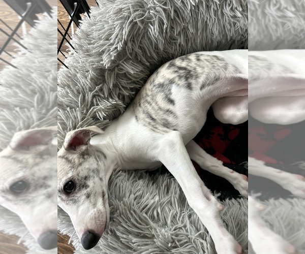 Medium Photo #6 Whippet Puppy For Sale in PIKE ROAD, AL, USA