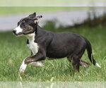 Small #6 Plott Hound Mix