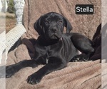 Image preview for Ad Listing. Nickname: Stella