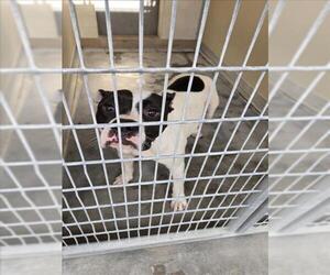American Pit Bull Terrier-Unknown Mix Dogs for adoption in Texas City, TX, USA