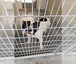 Small American Pit Bull Terrier Mix