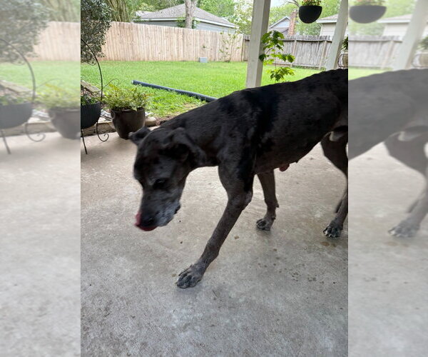 Medium Photo #2 Great Dane Puppy For Sale in Bullard, TX, USA
