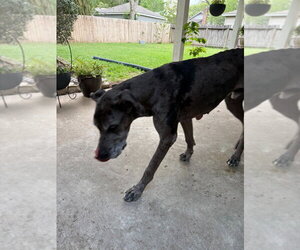 Oscar Doo - Male Great Dane Dog for Adoption - Photo #2