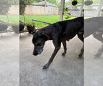 Small #1 Great Dane