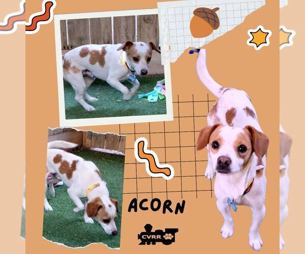 Medium Photo #1 Beagle Puppy For Sale in Lindsay, CA, USA