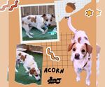 Acorn - Male Beagle Dog for Adoption - Small photo