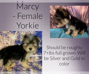 Yorkshire Terrier Puppy for sale in AZLE, TX, USA