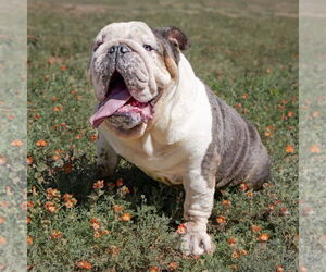 Bulldog Dogs for adoption in Albuquerque, NM, USA
