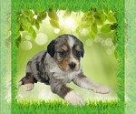 Small Photo #19 Bernedoodle (Miniature) Puppy For Sale in BLACK FOREST, CO, USA