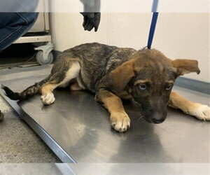 German Shepherd Dog-Unknown Mix Dogs for adoption in Visalia, CA, USA