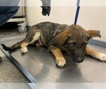 A256721 - Female German Shepherd Dog-Unknown Mix Dog for Adoption - Small photo