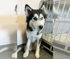 Siberian Husky Dogs for adoption in Carrollton, TX, USA