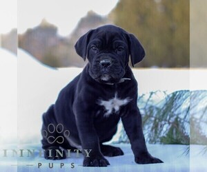 Cane Corso Puppy for sale in GAP, PA, USA