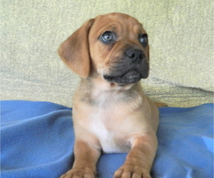 Puggle Puppy for sale in WARSAW, NY, USA