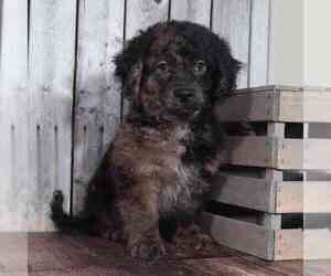 ShihPoo Puppy for sale in MOUNT VERNON, OH, USA