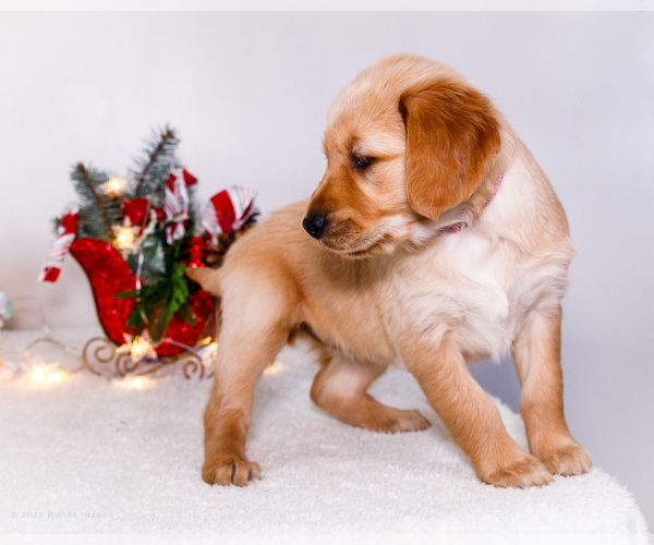 Medium Photo #11 Golden Retriever Puppy For Sale in WAKARUSA, IN, USA