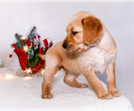Small Photo #11 Golden Retriever Puppy For Sale in WAKARUSA, IN, USA