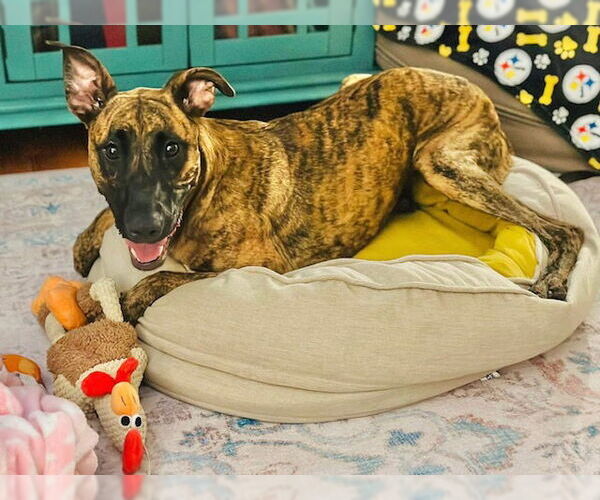 Medium Photo #4 Dutch Shepherd -Unknown Mix Puppy For Sale in Tallahassee, FL, USA