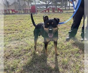 Mutt Dogs for adoption in Corpus Christi, TX, USA