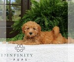 Small #1 Goldendoodle (Miniature)