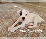Puppy Opal Boxer