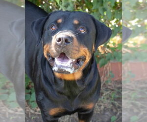 Rottweiler Dogs for adoption in Hillsboro, NH, USA