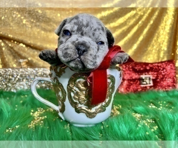 Medium Photo #52 French Bulldog Puppy For Sale in HAYWARD, CA, USA