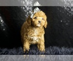 Small Photo #3 Poodle (Miniature) Puppy For Sale in WARSAW, IN, USA