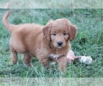 Small Photo #12 Goldendoodle (Miniature) Puppy For Sale in SYRACUSE, IN, USA
