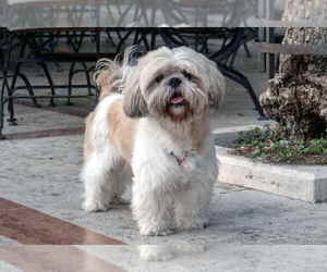 Shih Tzu Dogs for adoption in FITCHBURG, MA, USA