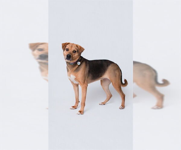 Medium Photo #2 Beagle-Unknown Mix Puppy For Sale in Forestville, MD, USA