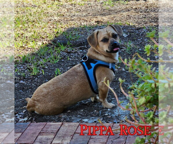 Medium Photo #18 Dachshund-Unknown Mix Puppy For Sale in San Antonio, TX, USA