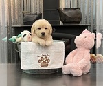 Puppy Miss Pink Golden Retriever