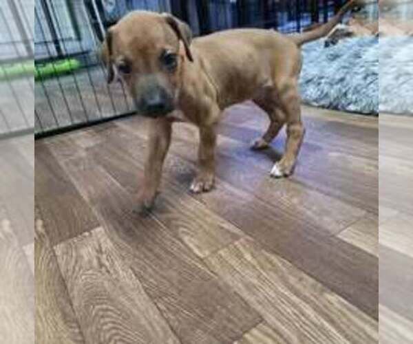 Medium Photo #1 Rhodesian Ridgeback Puppy For Sale in YOUNGWOOD, PA, USA