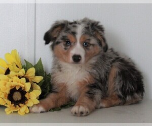 Miniature Australian Shepherd Puppy for sale in FREDERICKSBURG, OH, USA